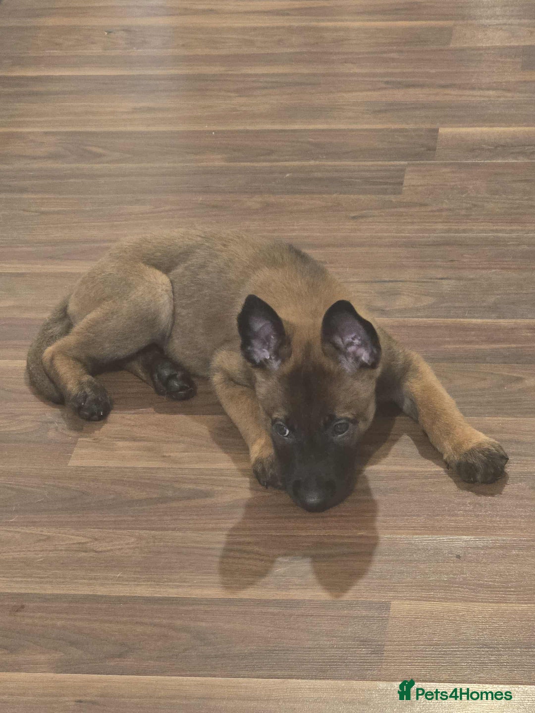 Belgian Shepherd Dog dogs for sale: Adorable 9 Week Old Belgian Malinois Puppy - Image 3