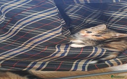 Scottish Fold cats for sale: Scottish fold kittens  - Image 8