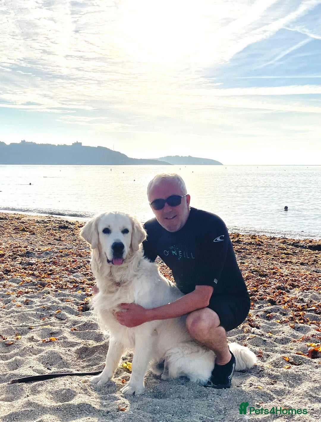 Golden Retriever dogs for sale: Gorgeous Show Type Golden Retrievers - Image 28