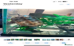 Turtle reptiles for sale: Chinese stripe neck pond turtles - Image 15