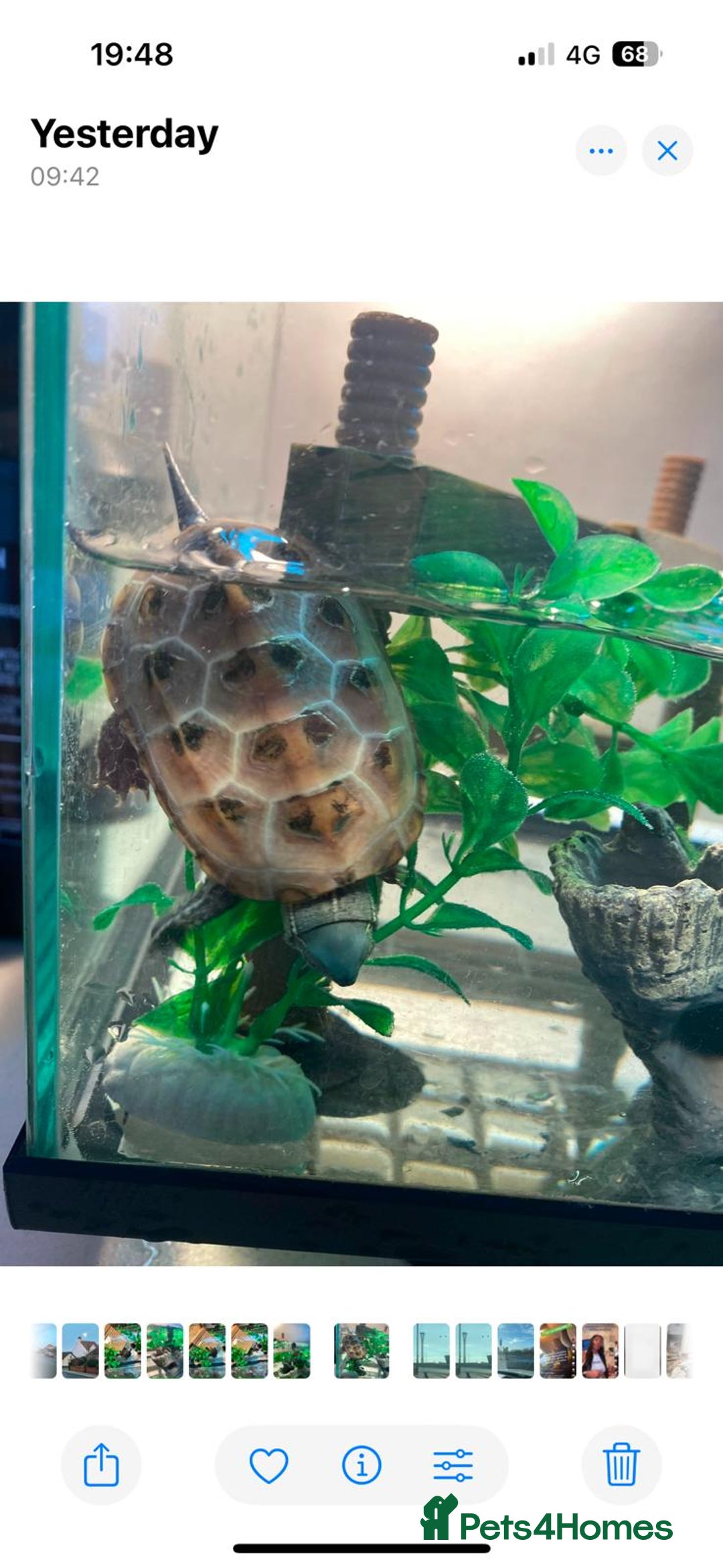 Turtle reptiles for sale: Chinese stripe neck pond turtles - Image 15