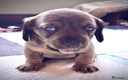 Dachshund dogs for sale: 5 adorable smooth haired dachshund puppies - Image 6