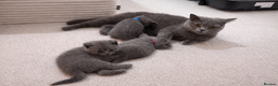 British Shorthair cats for sale: British Shorthair Kittens Looking for Loving Home - Advert 7