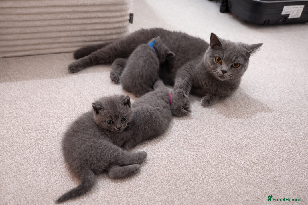 British Shorthair cats for sale: British Shorthair Kittens Looking for Loving Home - Advert 7