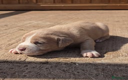 Cane Corso dogs for sale: Beautiful Italian Mastiff available - Image 6