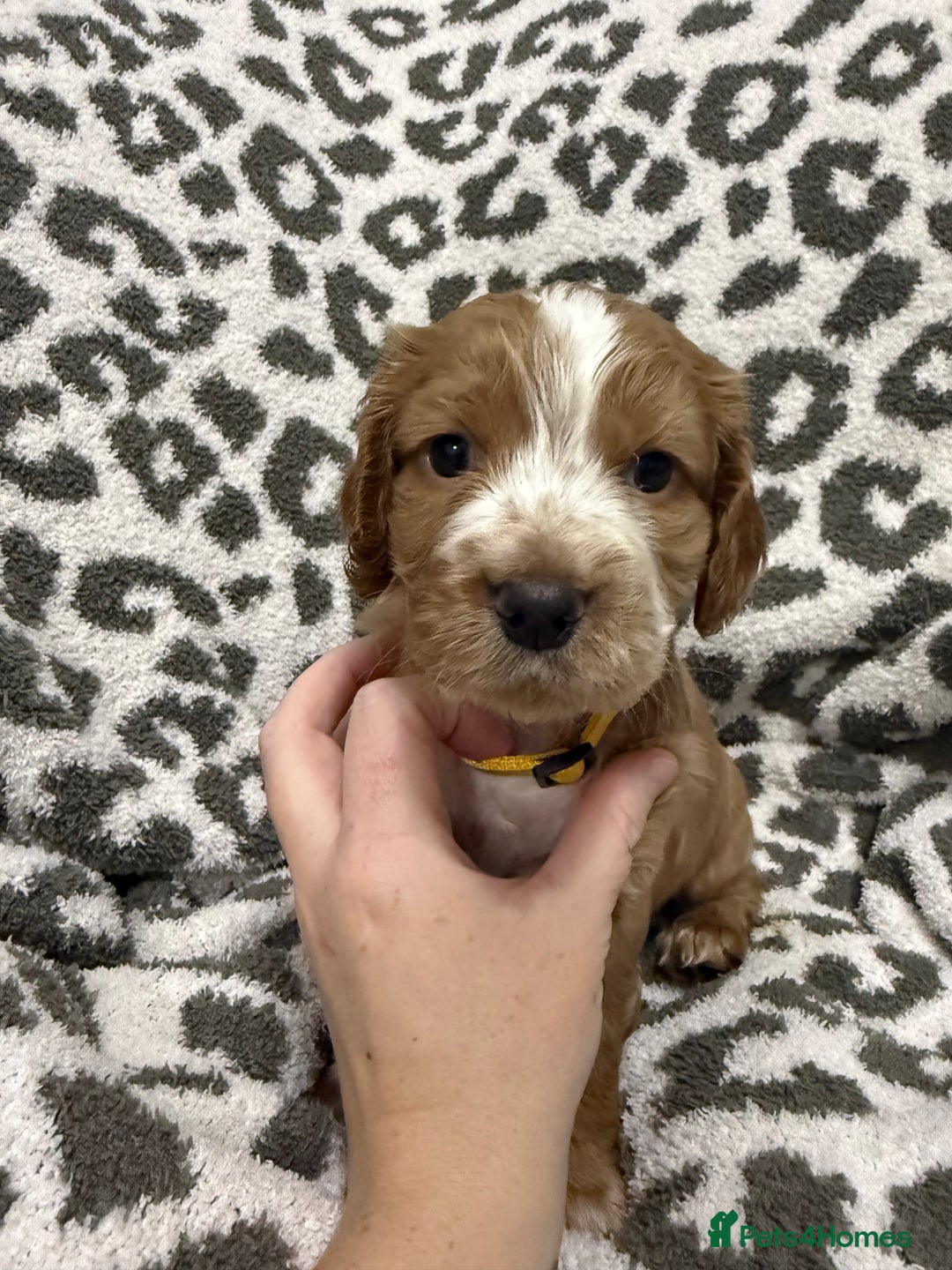 Cocker Spaniel dogs for sale: Beautiful cocker spaniels  - Advert 7