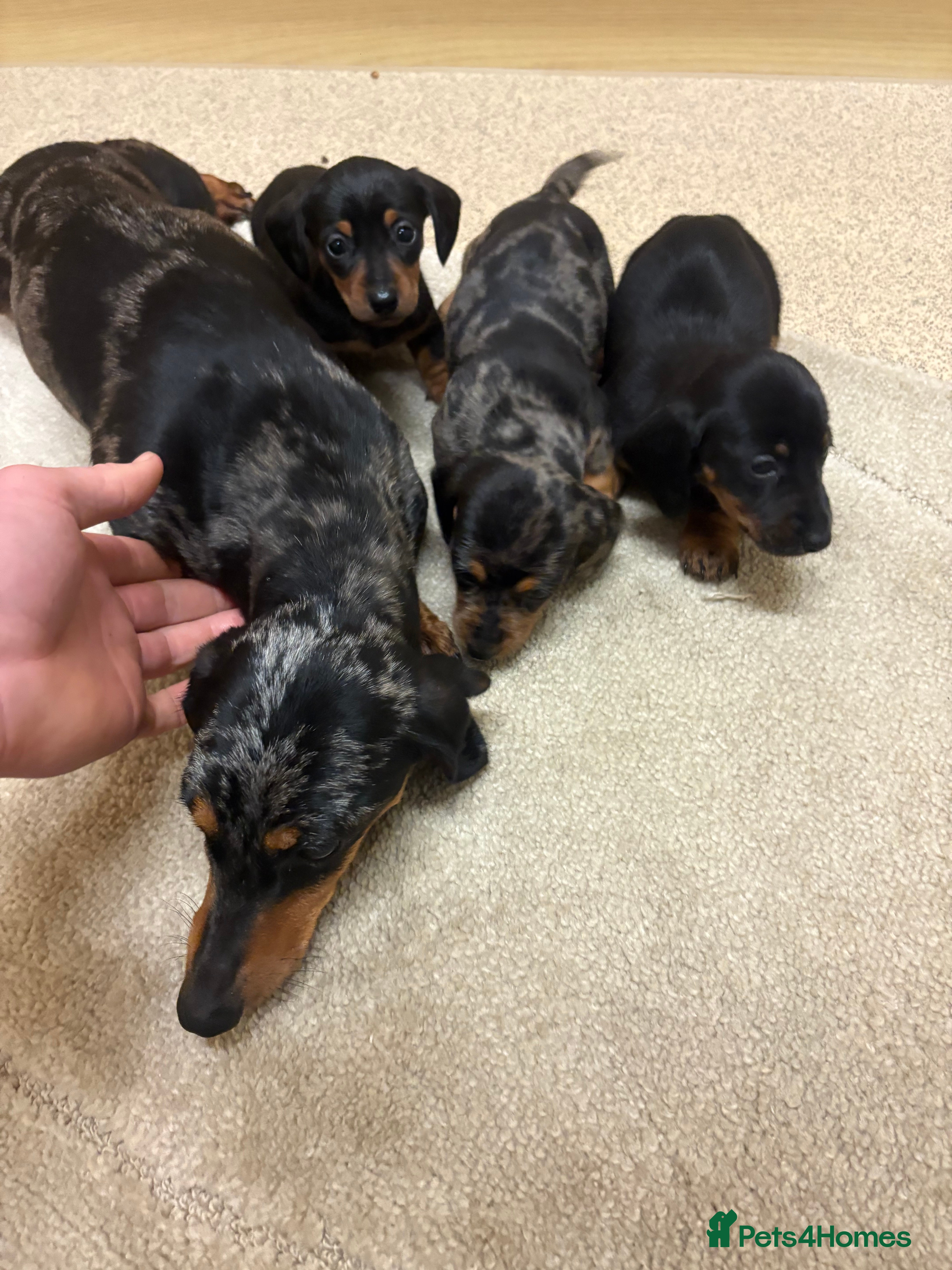 Dachshund dogs Dachshund ❤️ 1 male 1 female LEFT - Advert 4
