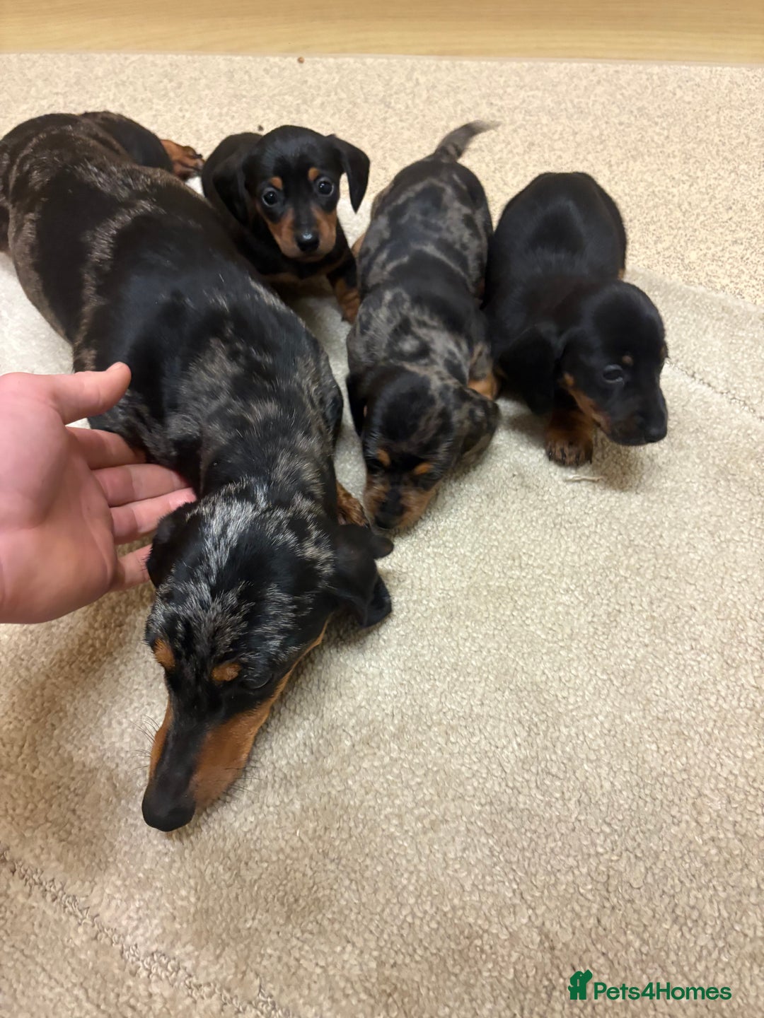 Dachshund dogs for sale: Dachshund ❤️ 1 male 1 female LEFT - Advert 1