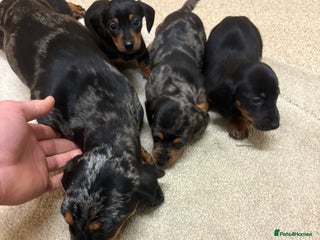 Dachshund dogs Dachshund ❤️ 1 male 1 female LEFT - Advert 3
