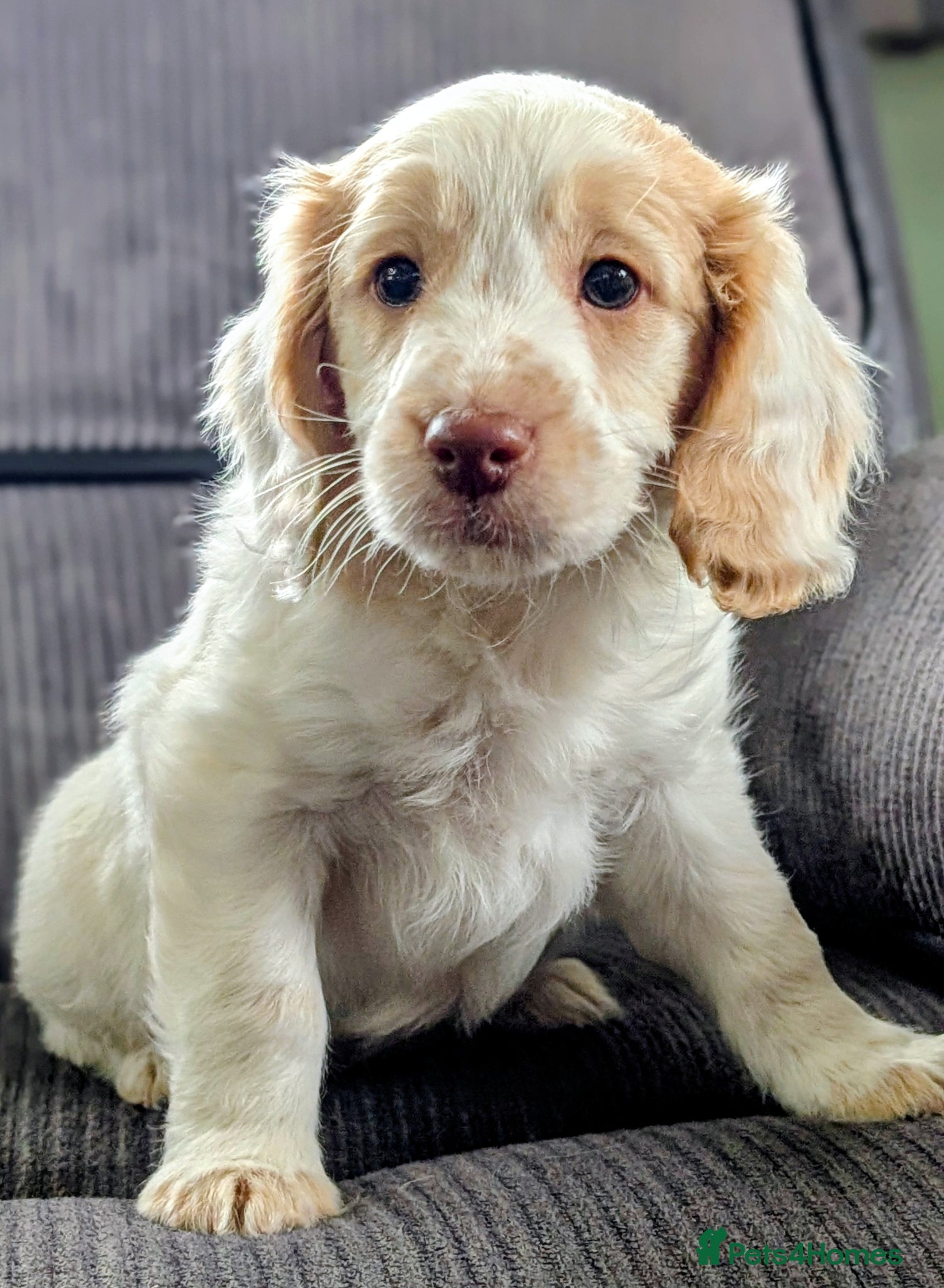 Cockapoo dogs Ready now! Licensed breeder health tested F1 pups - Advert 2