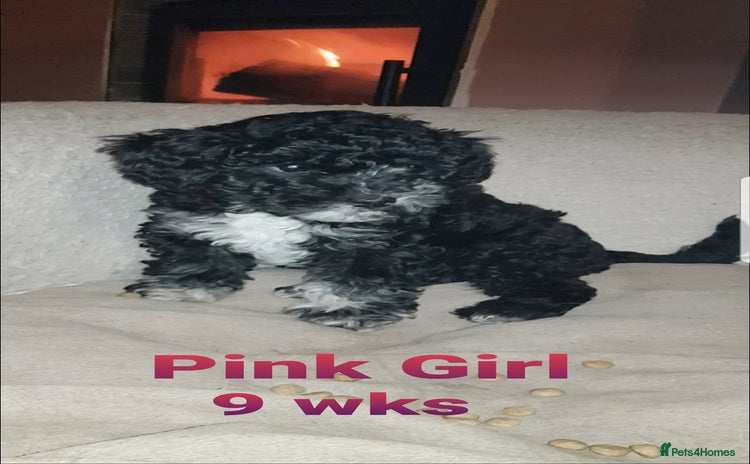 Sproodle dogs SPROODLE PUPS, (Min. Sproodle/Toy Poodle) F1b  - Advert 15