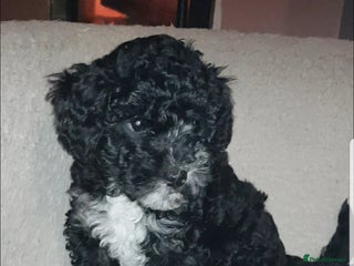 Sproodle dogs SPROODLE PUPS, (Min. Sproodle/Toy Poodle) F1b - Advert 4