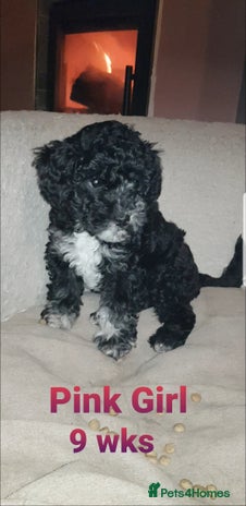 Sproodle dogs SPROODLE PUPS, (Min. Sproodle/Toy Poodle) F1b - Advert 15