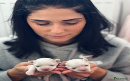 Maltese dogs for sale: 🩷Exquisite Full Korean Maltese Puppies🩵 - Image 4