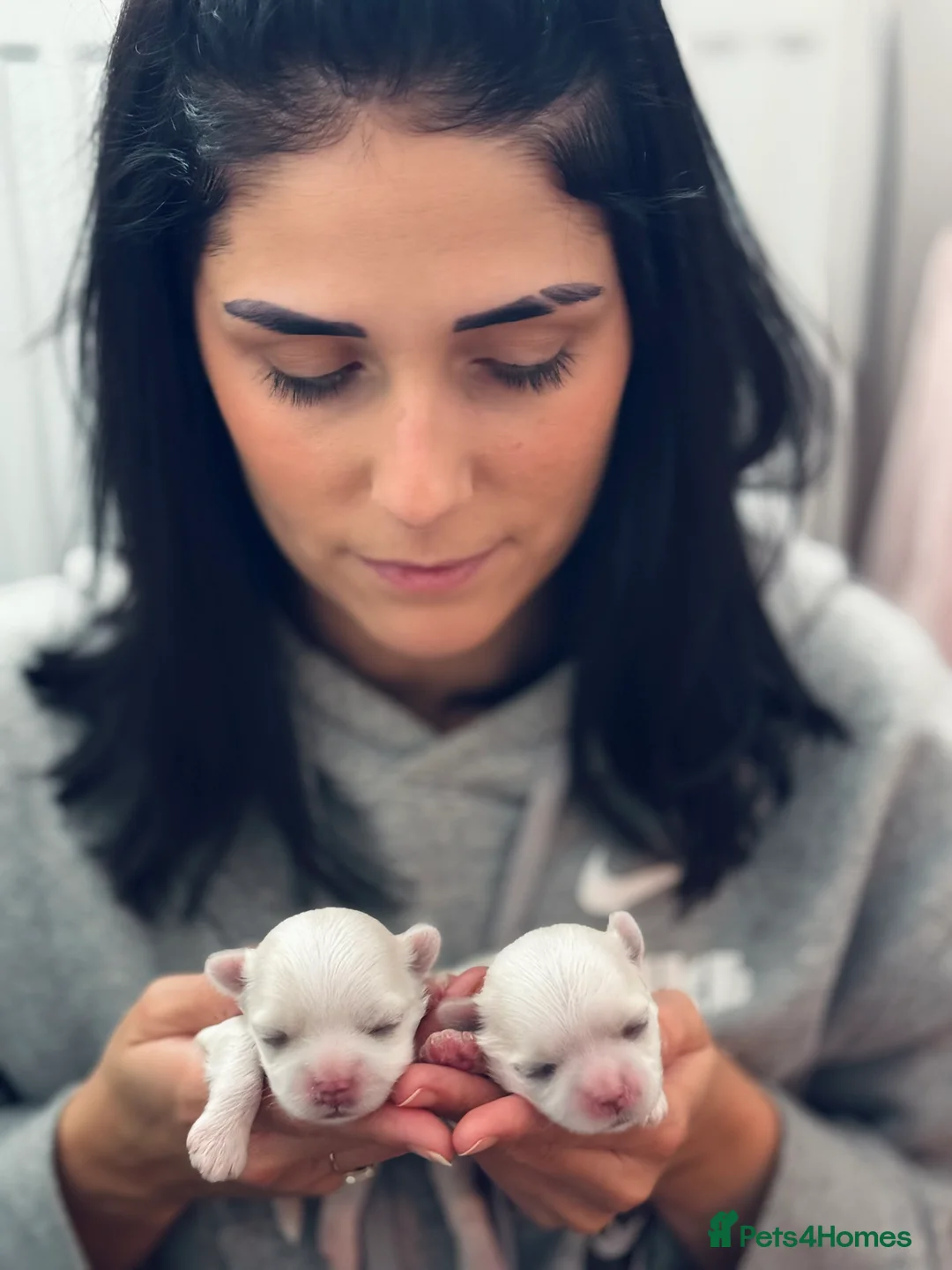 Maltese dogs for sale: 🩵Full Korean Line Maltese Boy🩵 - Advert 12