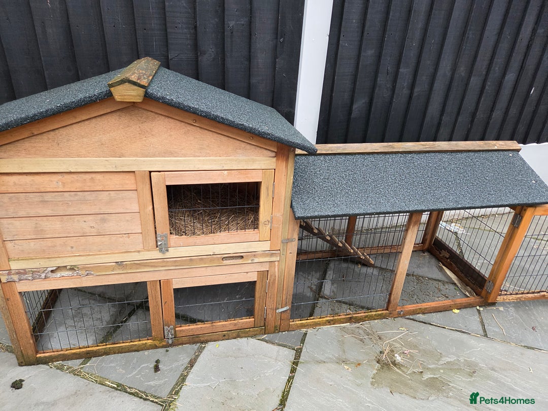 Mixed Breed rabbits for sale: 2 male rabbits and cage plus accessories  - Advert 11