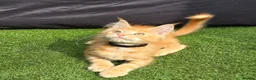 Maine Coon cats for sale: Last Boy Ready now Tica MaineCoon  - Advert 19