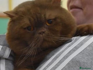 British Shorthair cats in Stoke-on-Trent - Advert 39