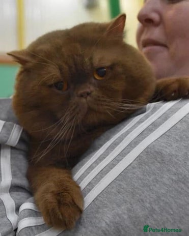 British Shorthair cats in Stoke-on-Trent - Advert 13
