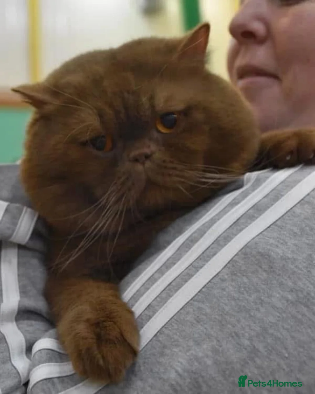 British Shorthair cats for stud: CINNAMON QUADRUPLE GRAND CHAMPION STUD  in Stoke-on-Trent - Advert 1