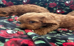 Cockapoo dogs for sale: 💖 Beautiful Red Cockapoo Puppies – Ready Now  - Image 7