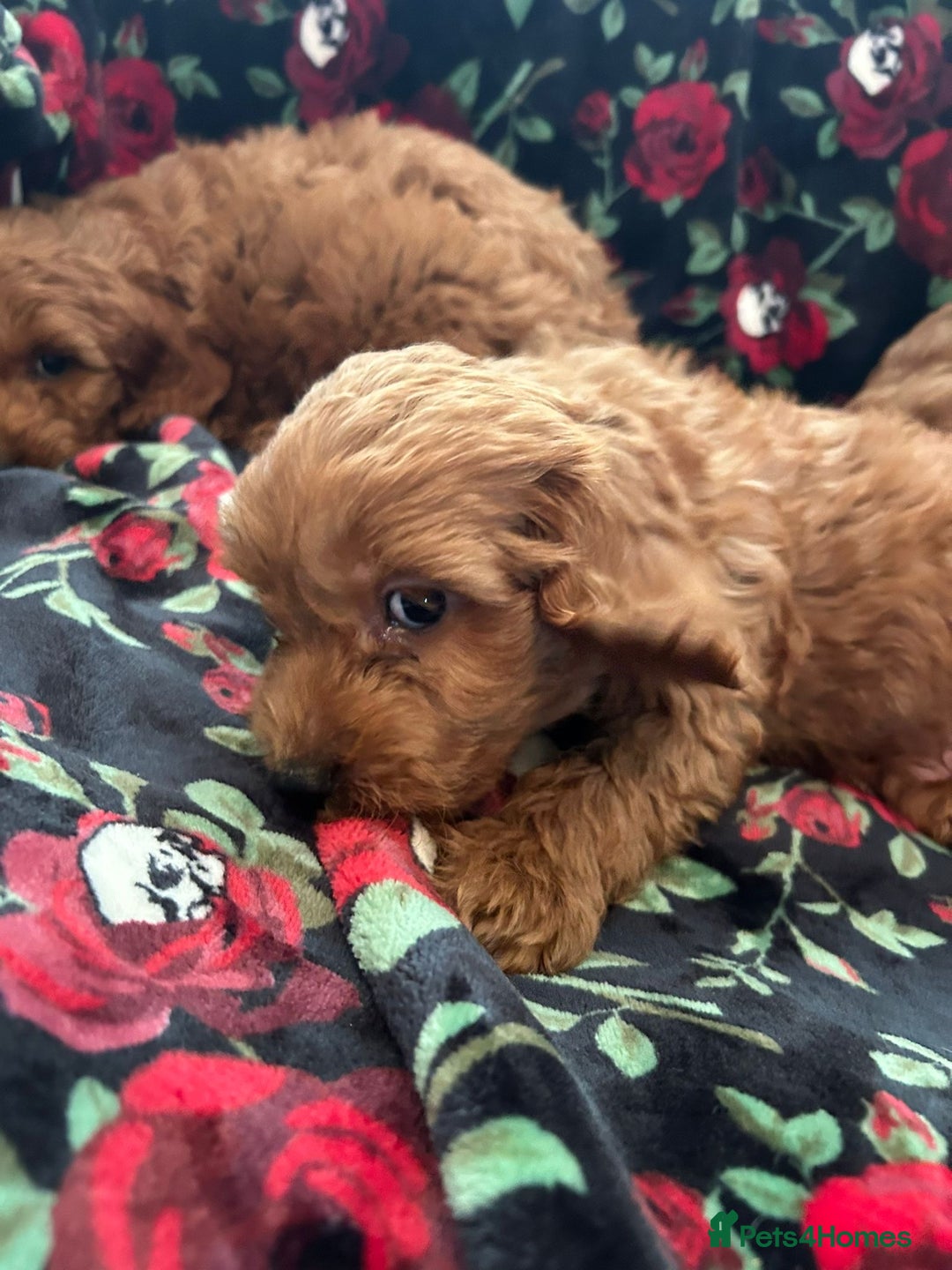 Cockapoo dogs for sale: 💖 Beautiful Red Cockapoo Puppies – Ready Now  - Image 7
