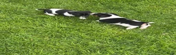 Jack Russell dogs for sale: Jack Russell pups  - Advert 7