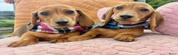 Dachshund dogs for sale: BEAUTIFUL MINI DACHSHUNDS PRA CLEAR & KC REG - Advert 18