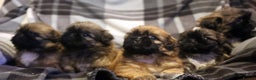 Shih Tzu dogs for stud: Jasper fully KC Registered  in York - Advert 7