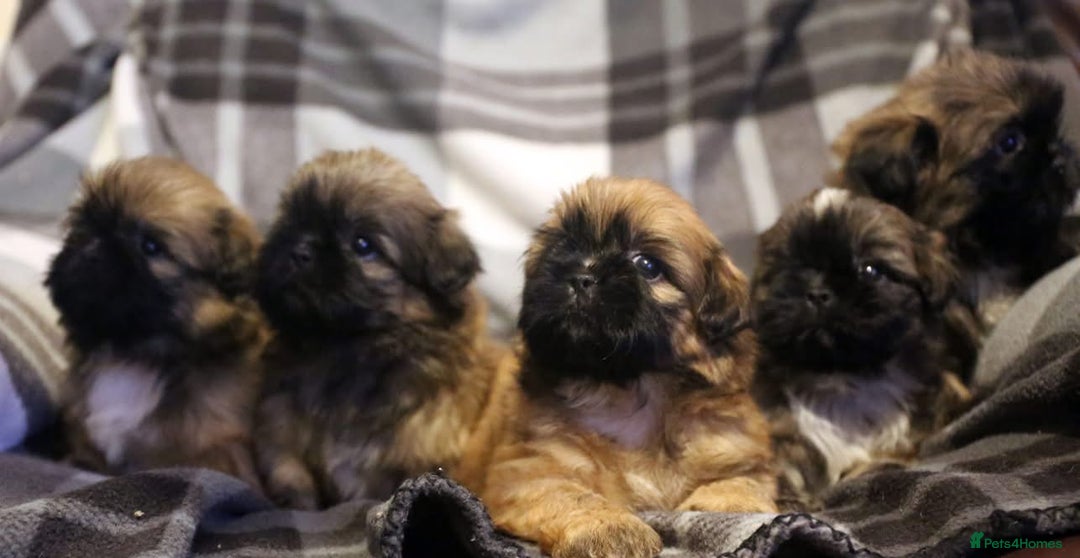 Shih Tzu dogs for stud: Jasper fully KC Registered  in York - Advert 7