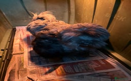 Mixed Breed dogs for sale: Maltese x Shih tzu  - Image 3