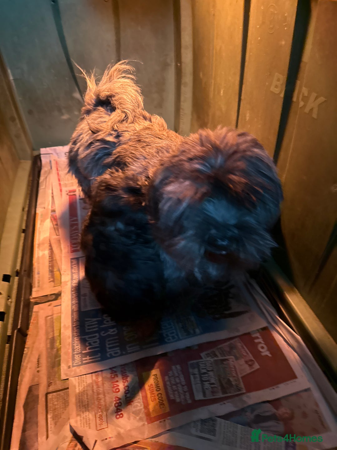 Mixed Breed dogs for sale: Maltese x Shih tzu  - Image 3