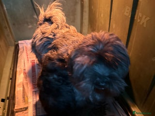 Mixed Breed dogs - Advert 1