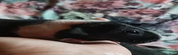 Guinea Pig rodents for sale: Skinny pigs and guinea pig babies - Advert 2