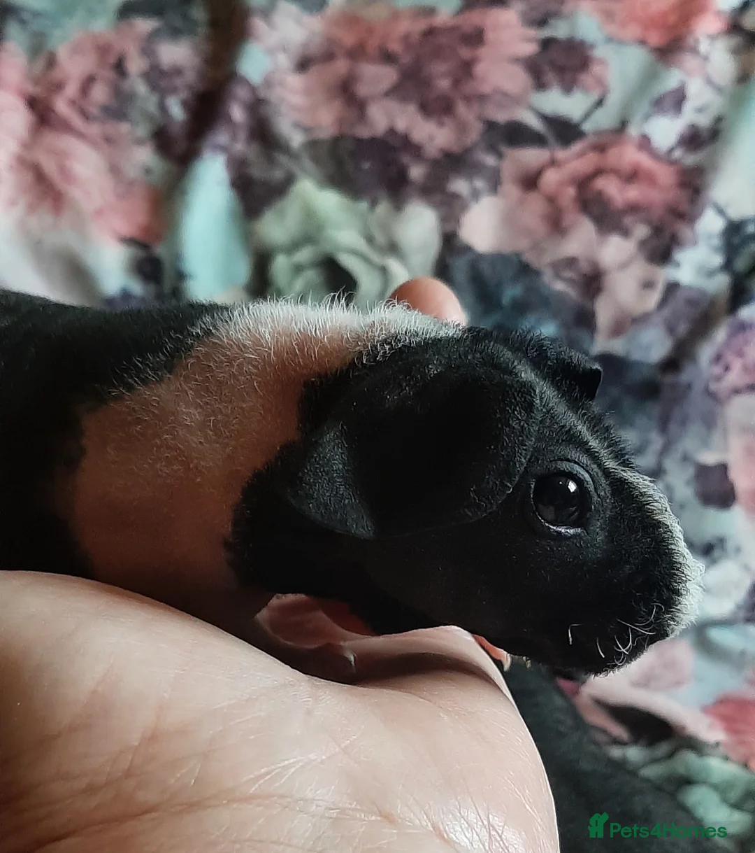 Guinea Pig rodents for sale: Skinny pigs and guinea pig babies - Advert 2