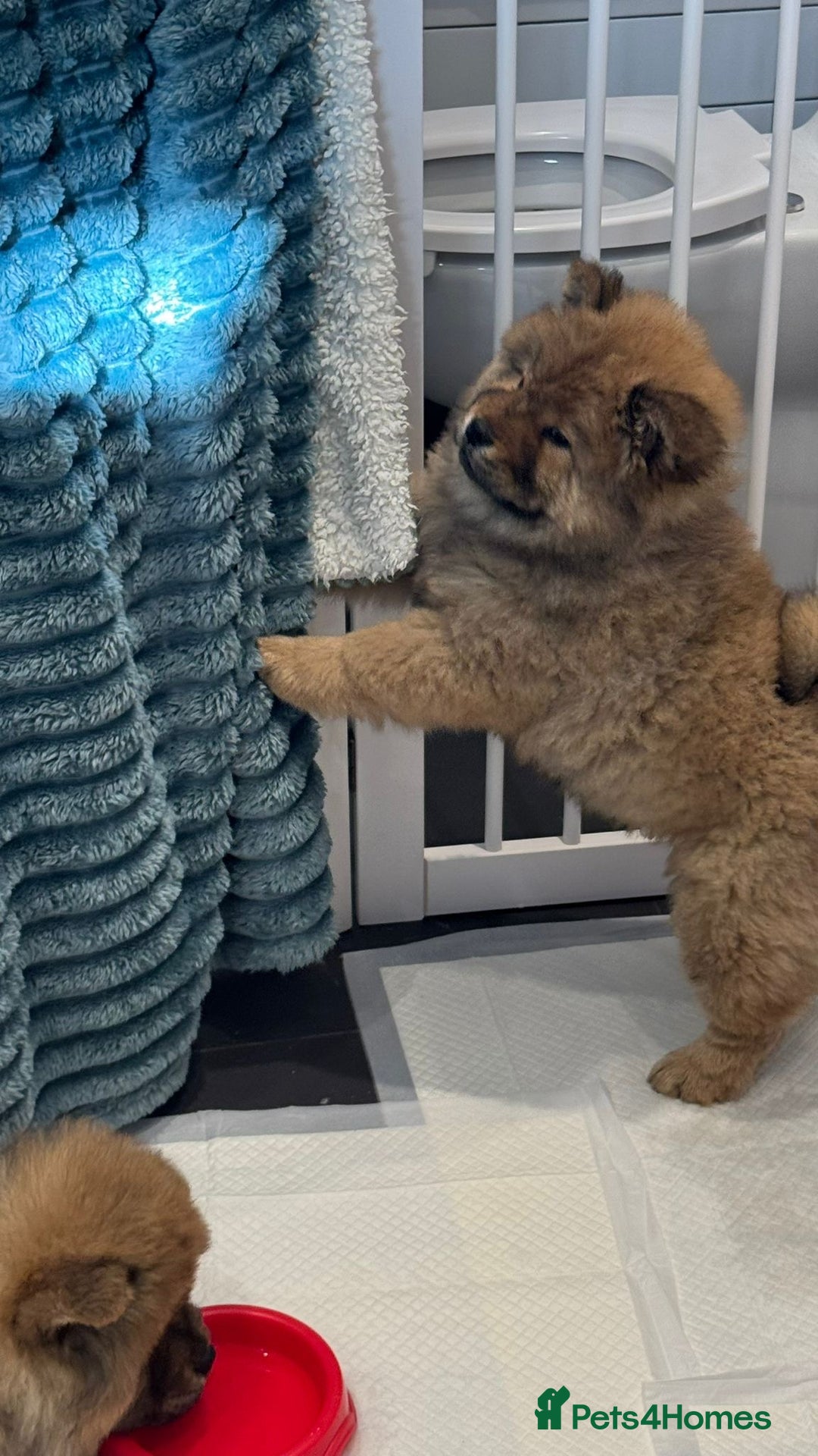 Chow Chow dogs for sale: Chow Puppies looking for new home - Image 9