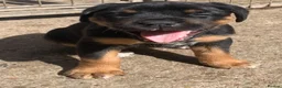 Rottweiler dogs for sale: Rottweilerx - Advert 2