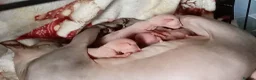 Sphynx cats for sale: Sphinx kittens - Advert 5