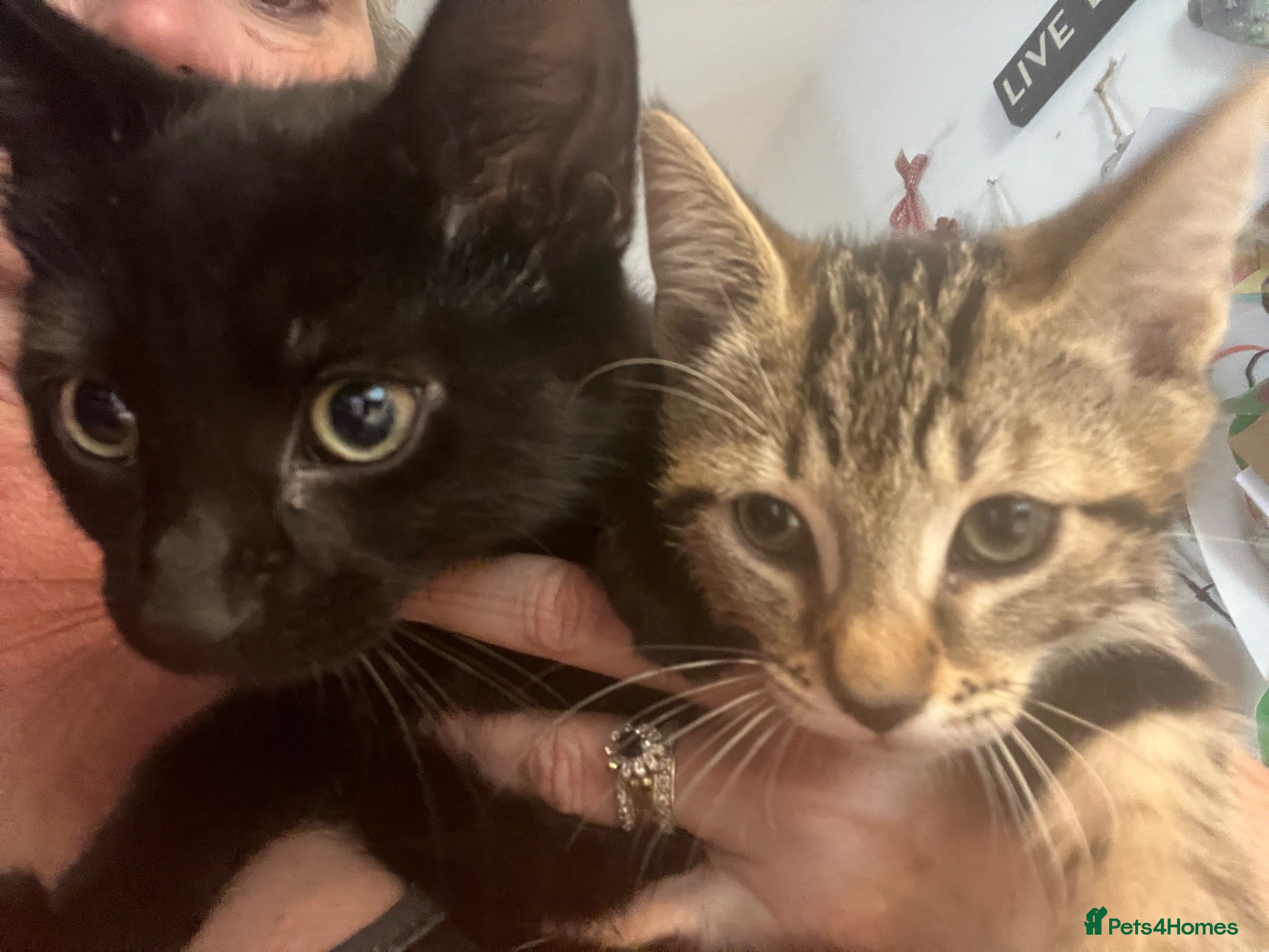 Mixed Breed cats 2 gorgeous boys  - Advert 17