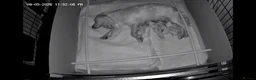 Cocker Spaniel dogs for sale: Beautiful cocker spaniel puppies  - Advert 2