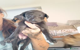 Whippet dogs for sale: Whippet  - Image 13