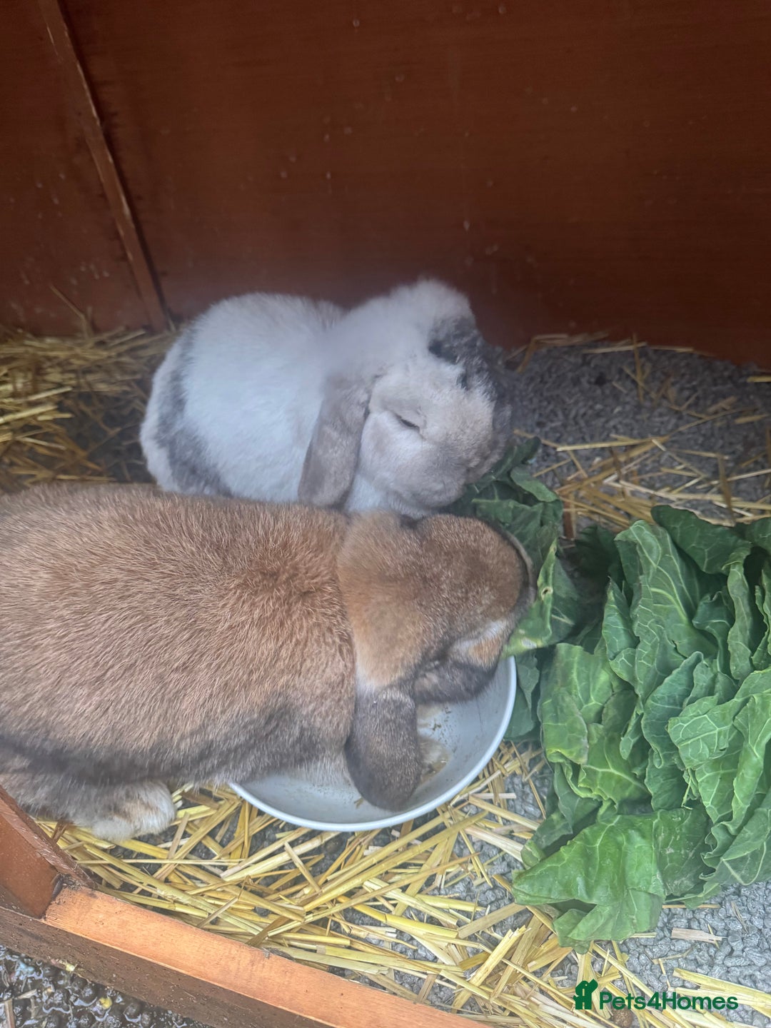 English Lop rabbits for sale: Two female bunnies  - Advert 4