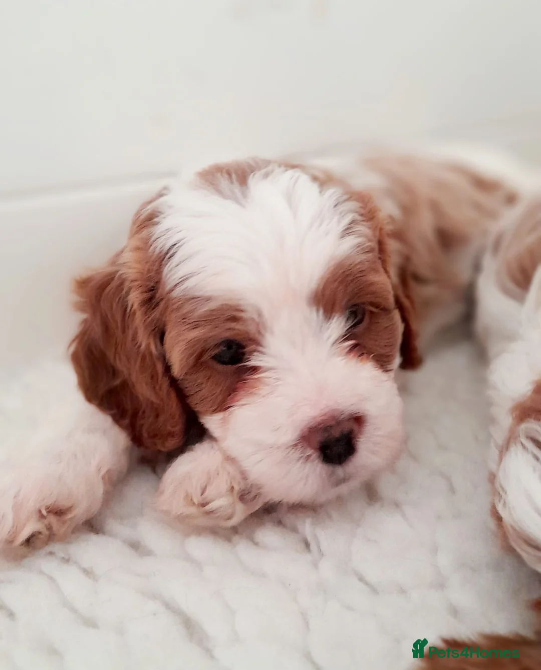 Miniature Poodle dogs for stud: Proven apricot miniature poodle in Sutton Coldfield - Advert 14