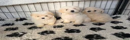 Mixed Breed dogs for sale: Cotonoodle pups ready now  - Advert 3