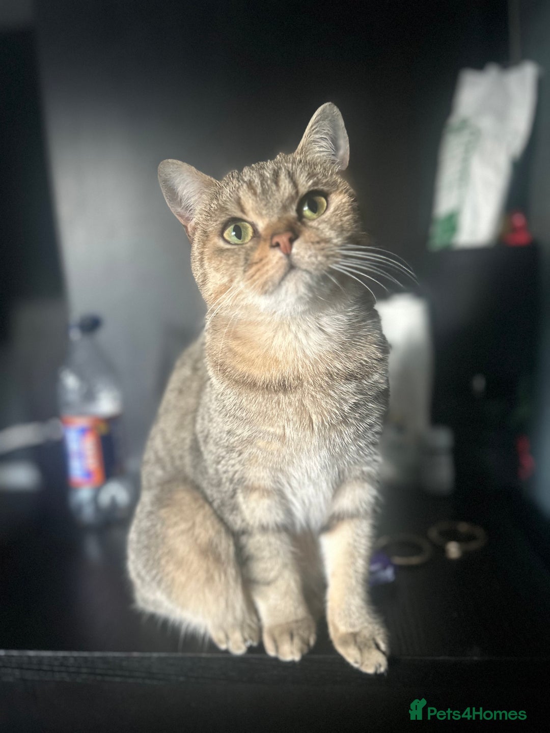 Mixed Breed cats for sale: Beautiful kittens  - Advert 1