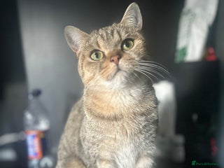 Mixed Breed cats Beautiful kittens - Advert 1