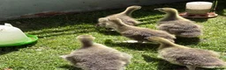 Geese poultry for sale: Giant Dewlap Toulouse Goslings x 5 in Bristol - Advert 3