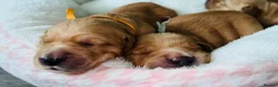 Golden Retriever dogs for sale: KC Golden Retrievers - Health Tested & Home Raised in Trowbridge - Advert 25