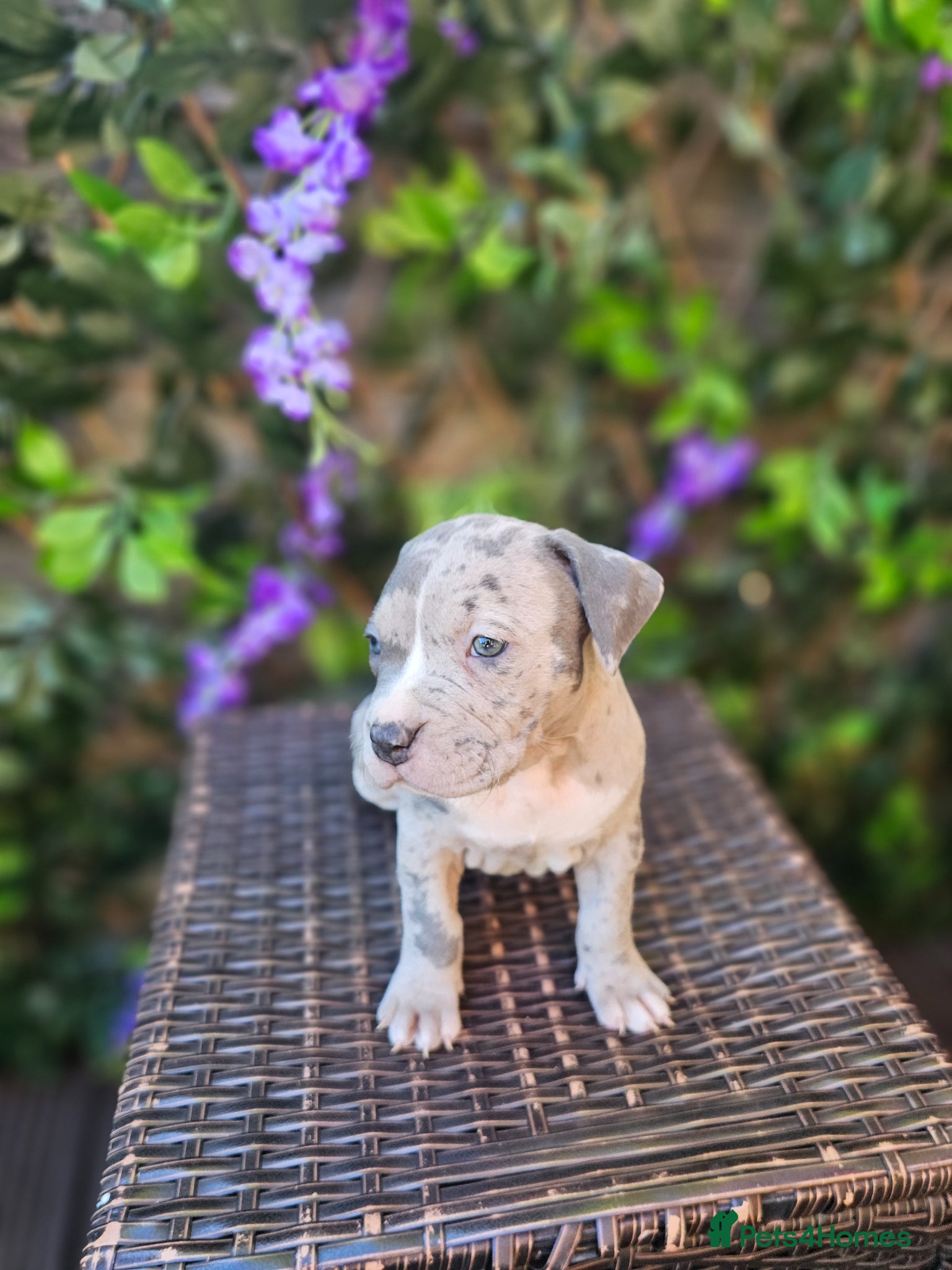 Mixed Breed dogs Stunning nam x Puppies Blue, Merle Dilute Lines - Advert 4