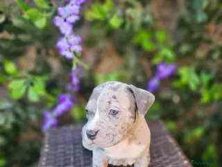 Mixed Breed dogs Stunning nam x Puppies Blue, Merle Dilute Lines - Advert 4